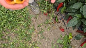 Перец Каптур F1, метровые растения. Краснодарский край.