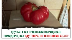 Сделай, как директор Башинкома, вырасти свои томаты с молодильным эффектом и без труда