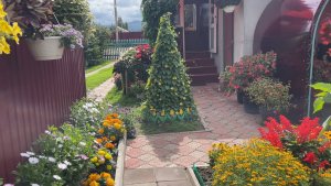 Обзор бархатцев: Прямостоячие, Отклоненные,Тонколистные, Низкорослые крупноголовые бордюрные.