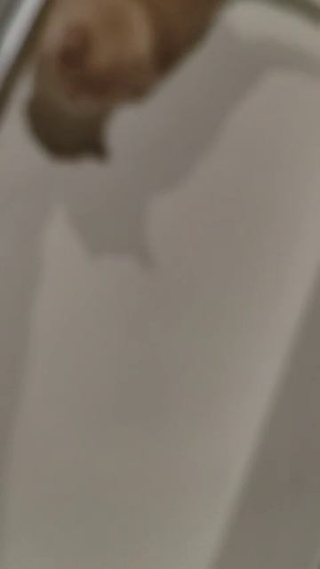 Фокси отводит душу) .mp4