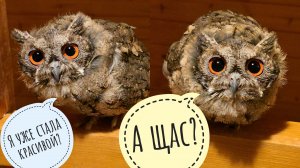 Лягушачий час. Хожу под дождём, ношу всем совам еду. Неловкий ёжик кувыркнулся на спину!