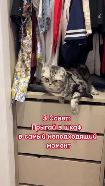 Как правильно обращаться с человеком?
Совет от кошки