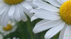 Несвоевременная любовь - Истории из жизни слушать аудио рассказы бесплатно