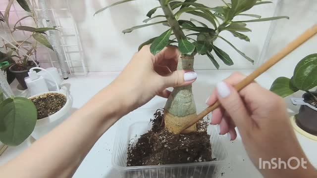 Поднимаем каудекс без ошибок:🤔 способ пересадки моих адениумов.❤🔥