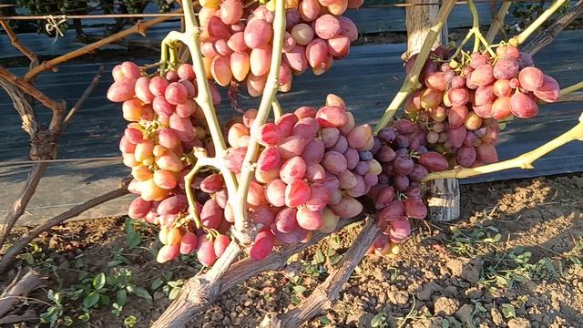 Виноград Экстрим (Щереденков В. А.) 21.08.25г.виноградник Король В.Н. г.Краснодар