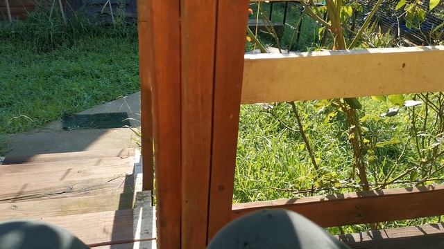 СОЧИ ГОРНОЕ ЛОО УТРО. ДРОНОВАЯ ОПАСНОСТЬ 21.08.2025 смотреть онлайн