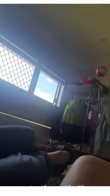 Жирненькие коты