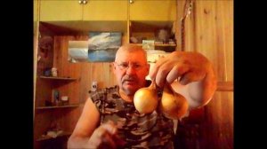 Лук сорт СТУРОН