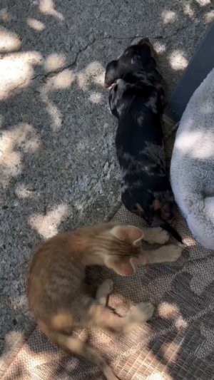 Свой собственный