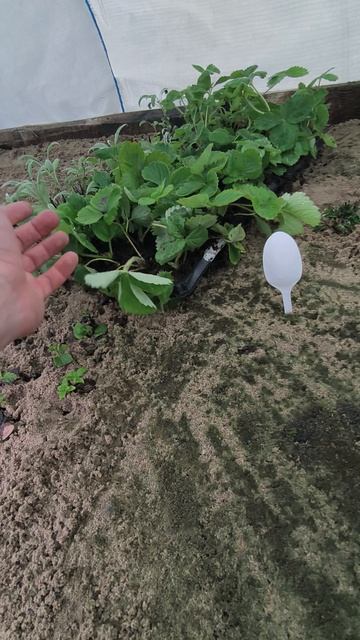 Способ как быстро размножить клубнику 🌱 #дача #садоводничество #сад #огород смотреть онлайн