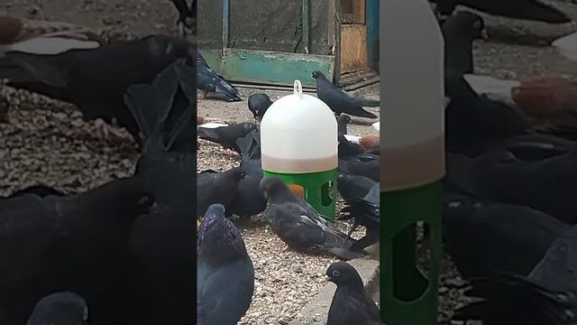 Г. Мариупольские голуби смотреть онлайн