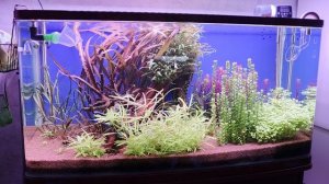 История аквариумиста)!