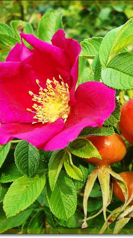 Когда и как собирать шиповник? Секреты правильной заготовки