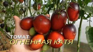 Томат ОГНЕННАЯ КАТЯ. Обзор сортов ТОМАТОВ!
