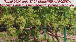 Виноград 3.08.25 КИШМИШ АФРОДИТА- один из лучших Болгарских кишмишей раннего срока созревания