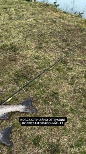 Скинул в чат 😂👍