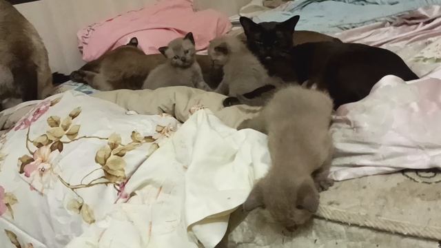 Братик почти добрый) Котомалышня хочет домой)