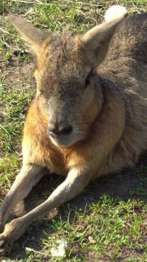 Смесь Зайца и Оленя!
