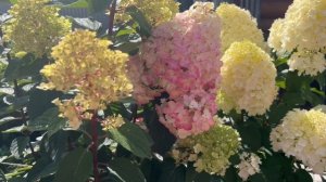 Коллекция гортензий-2025