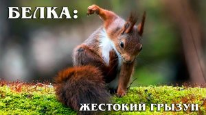 Белка: Запасливый Грызун | Интересные факты про белку