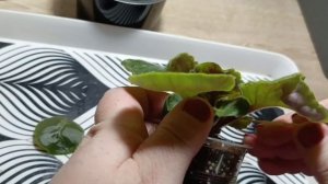 Не цветёт фиалка. Что делать?