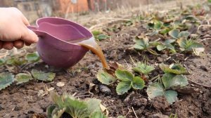 Питательная подкормка для клубники в августе-сентябре. Ягоды в следующем году будет очень много.