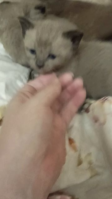 Папка откусывает ухо у ребенка) Дети вылезли из коробки) Отмечаем всей семьёй )