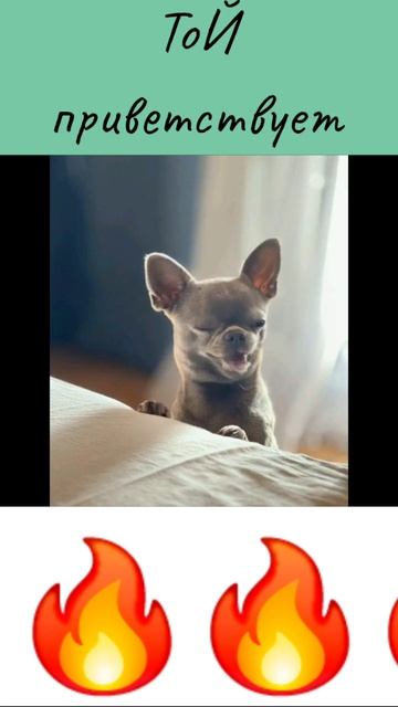 Той #рек смотреть онлайн