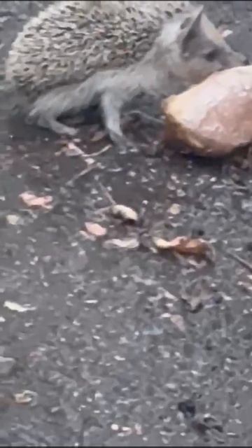 Ёжик ребенок очень голодный _ совсем маленький