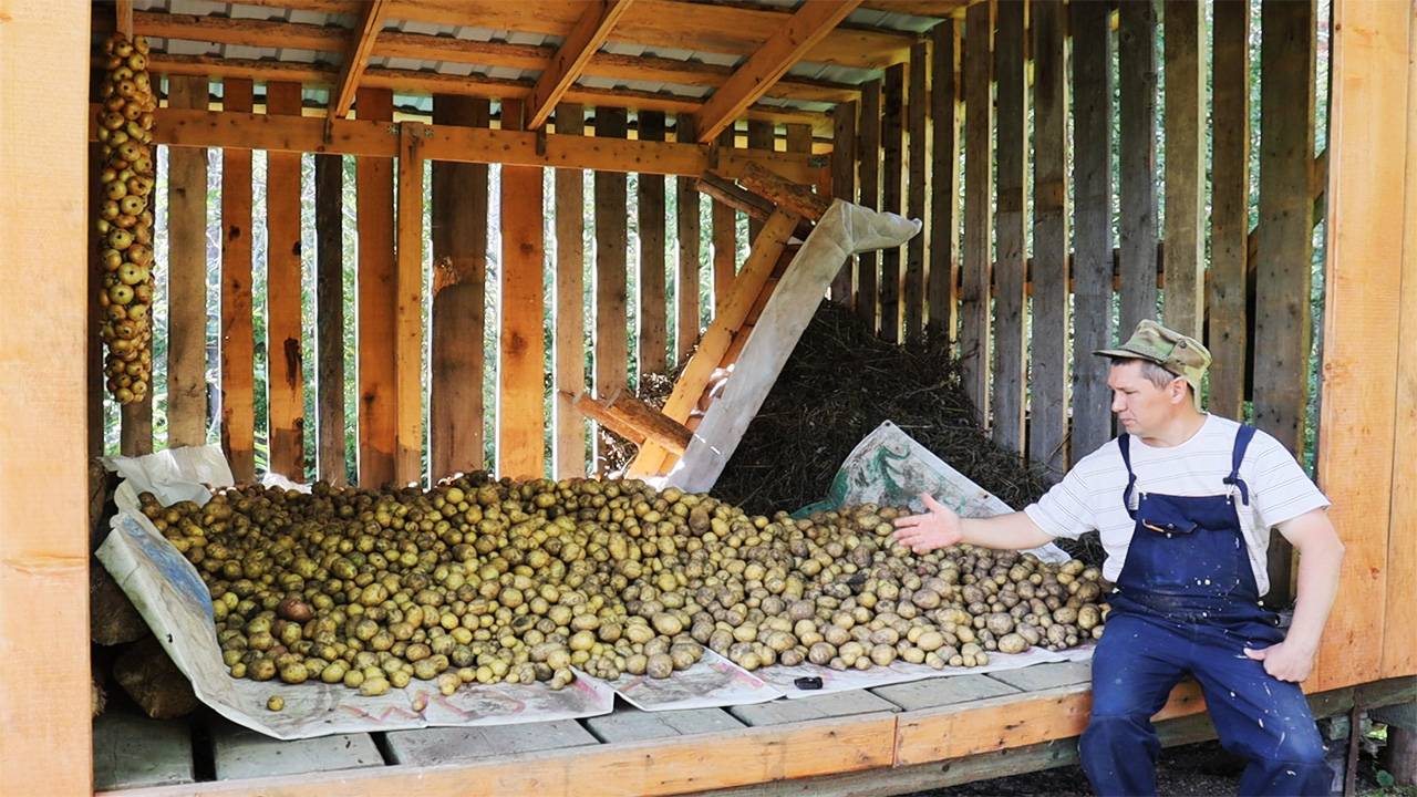 Картофель собирать устали! Урожай 2025! смотреть онлайн