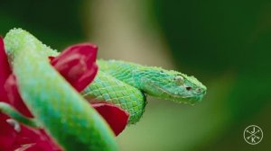 Коста Рика - COSTA RICA в 4K 60fps HDR (ULTRA HD)