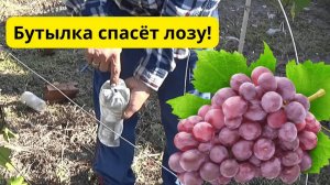 Как ускорить вызревание лозы винограда осенью.