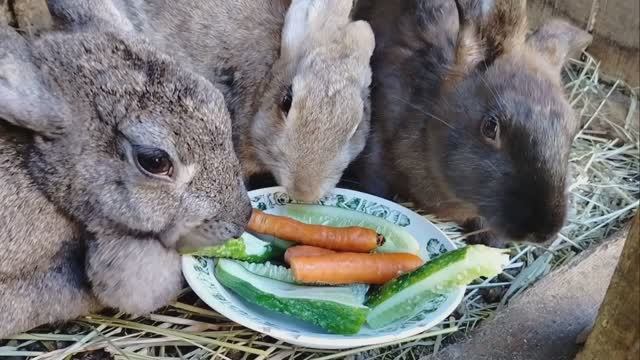 20.09.2024 мой день. покупки . деревенская жизнь сентябрь 2024. лайфстайл смотреть онлайн
