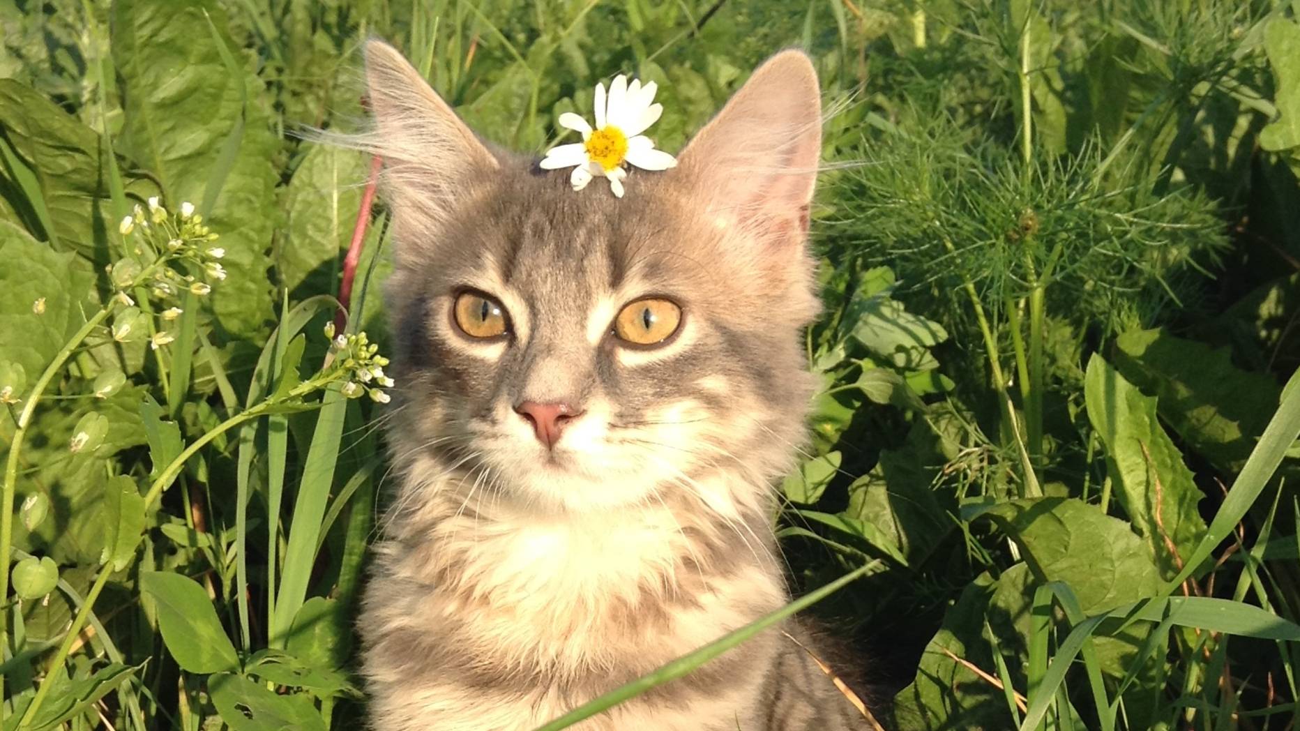 Марсик 3 смотреть онлайн