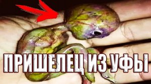 Житель Уфы нашел еле живого пришельца после длительного наблюдения за НЛО?