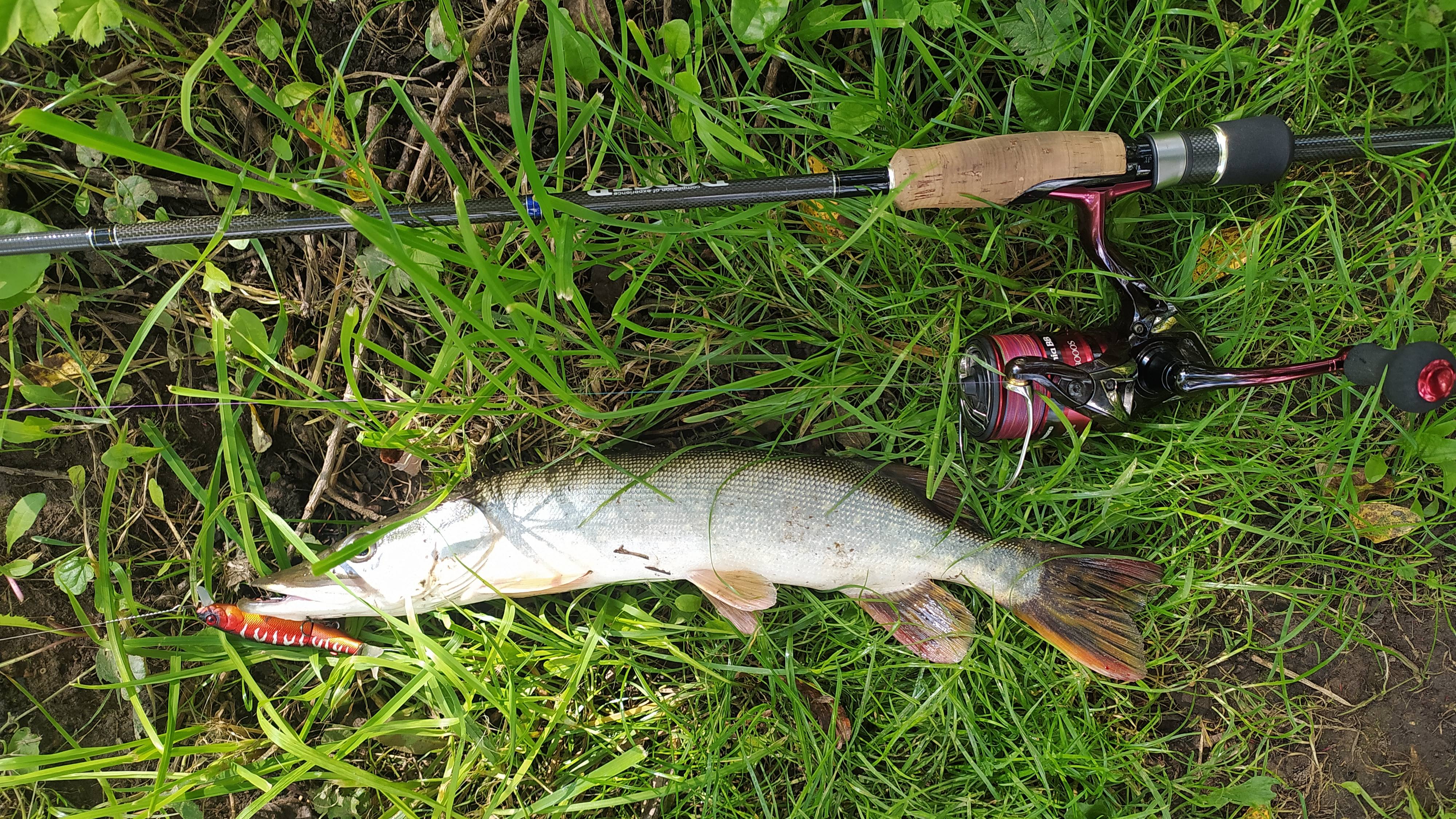 По притоку Десны с воблерами