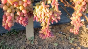 Виноград Аметист (Худолей А.) 21.08.25г.виноградник Король В. Н. г.Краснодар Slava.King2007@mail. ru