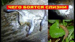 Уксус.Табак.Сода. Против слизней. КАК ИЗБАВИТЬСЯ ОТ СЛИЗНЕЙ на огороде. Способы борьбы со слизнями
