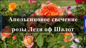 Апельсиновое свечение розы Леди оф Шалот