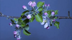 УСПОКАИВАЮЩАЯ ОЧЕНЬ КРАСИВАЯ РАССЛАБЛЯЮЩАЯ МУЗЫКА