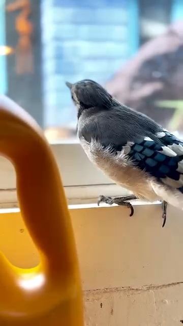 Знаете ли вы, что голубая сойка — мастер подражания? смотреть онлайн