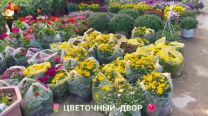 Цветы на участке и во дворе как красиво посадить фото идеи для вдохновения (2)