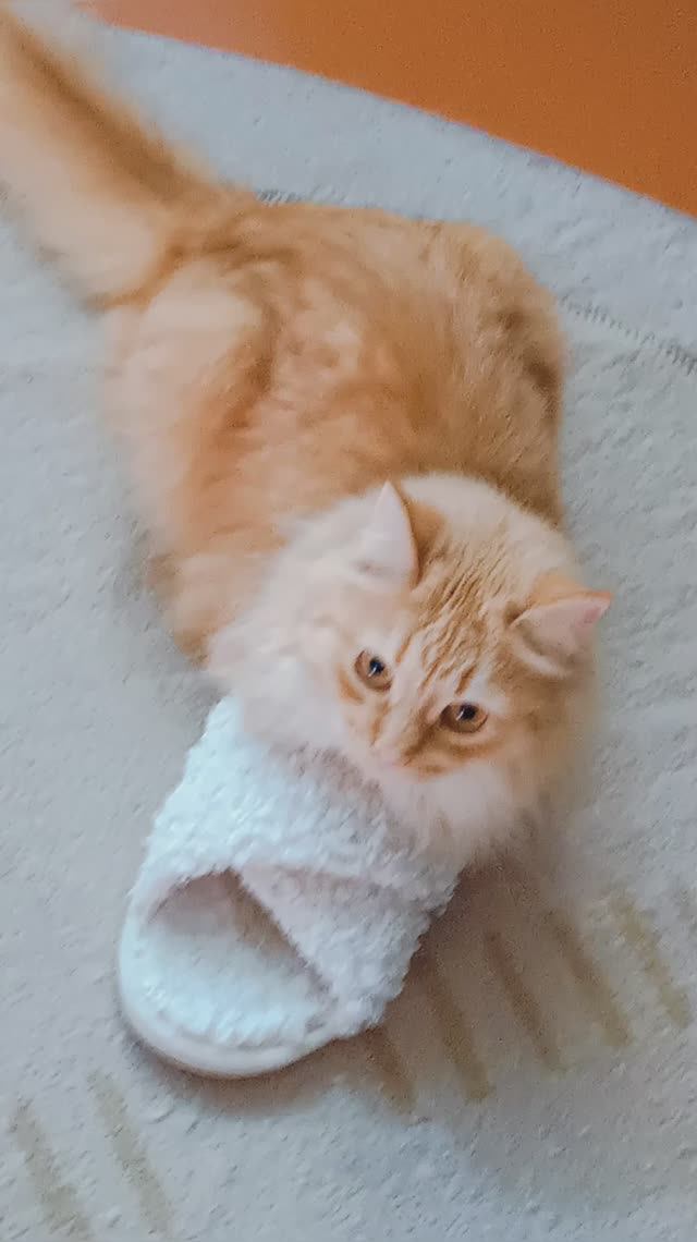 Кото- коллаж 😻🎀🥳🥰👍