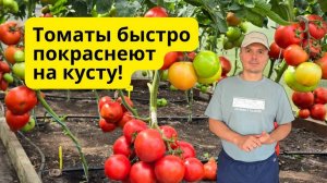 Все томаты вмиг дозревают на кусту  без химии 🍅