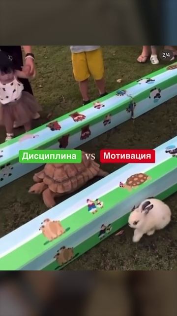 Черепахи — кайф🐢