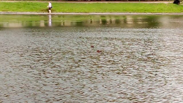 Нырок обыкновенный - интересные факты об этих замечательных птицах.