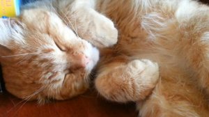 Кот и телевизор