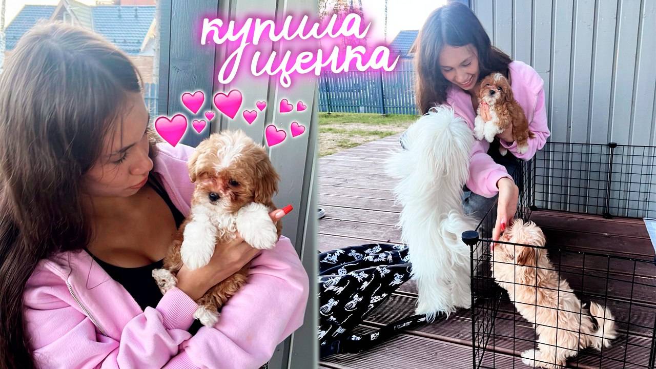 Купила ЩЕНКА МАЛЬТИПУ ❤️🥰 смотреть онлайн