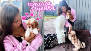 Купила ЩЕНКА МАЛЬТИПУ ❤️🥰