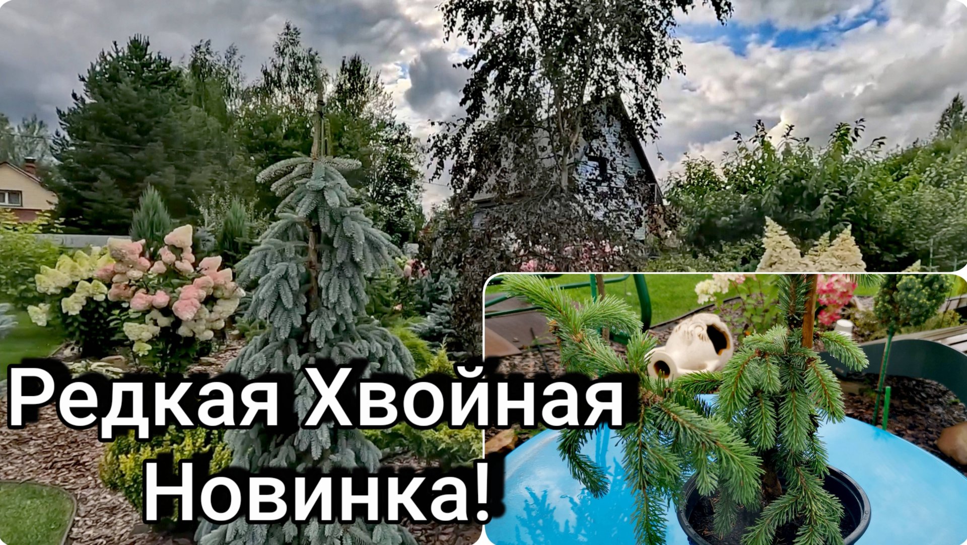 Редкая Хвойная Плакучая Новинка!🔥Где взять? Обзор сада!17.08.2025г #распаковка #garden #дача #обзор смотреть онлайн